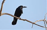 Black Butcherbirdborder=